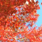 豊橋市の紅葉⇒岩屋緑地(岩屋観音)が人混みを避けたいときにおすすめ