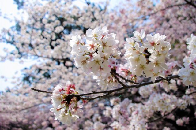 高師緑地公園の桜開花状況